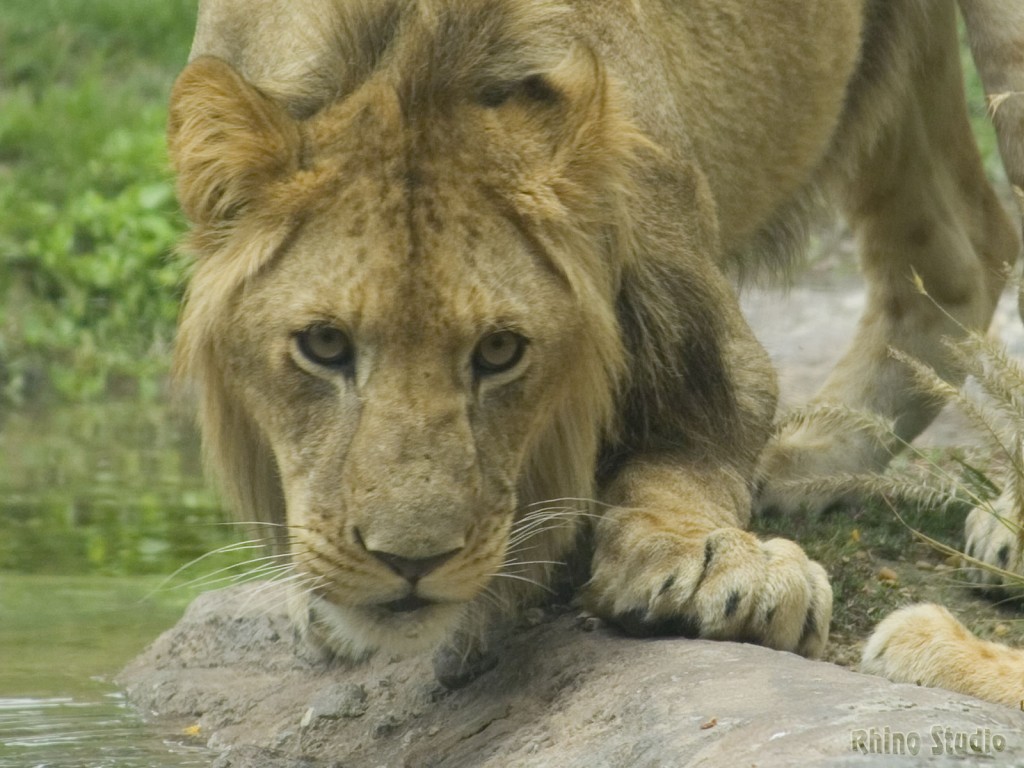 Lion_stare