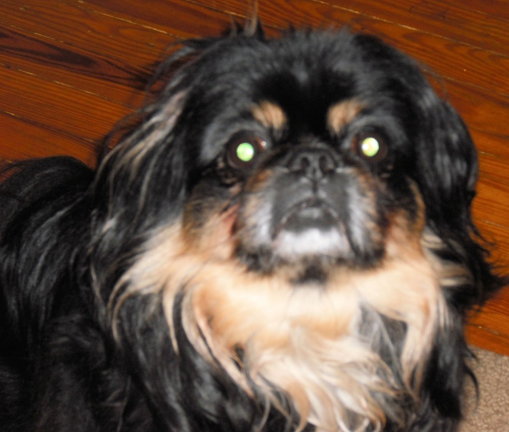 Pekingese_1040081850