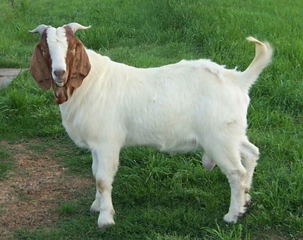 Tarzanija