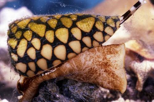 Marbled-Cone-Snail.jpg