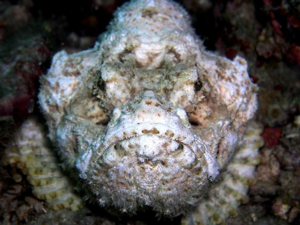 Stonefish-1024x768.jpg