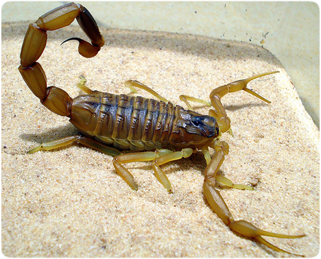 deathstalkerscorpion.png