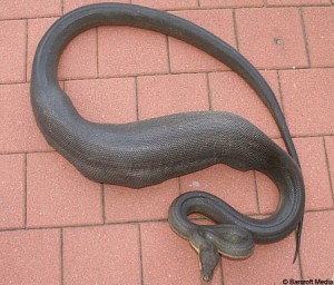 piton