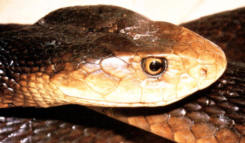 taipan2.jpg