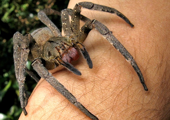wandering_spider.jpg