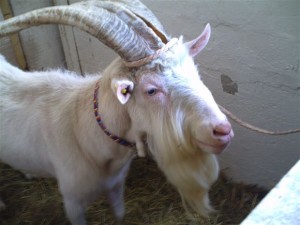 Tarzanija
