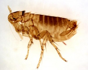 kucodlak3