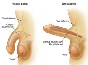erectile-dysfunction