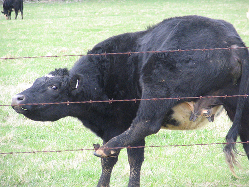 scratching-itch