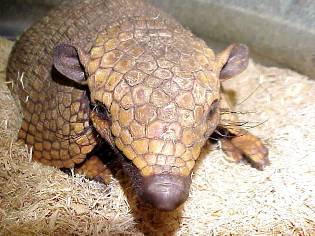 haringa1