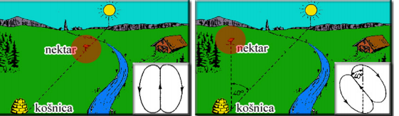 Tarzanija