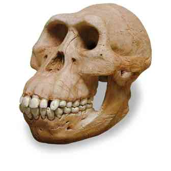 australopitekus
