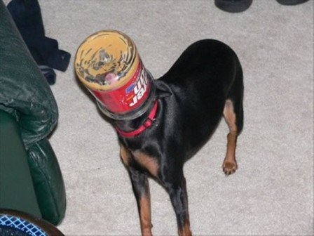 stupid-dog