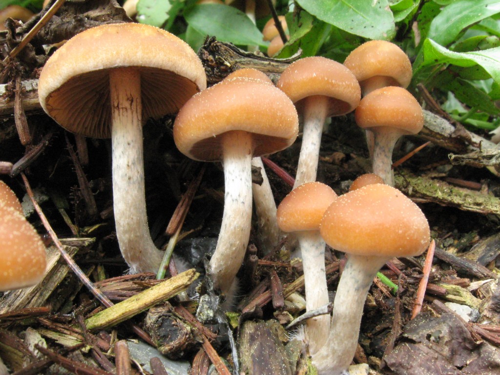psilociba